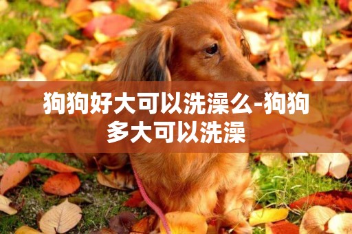 狗狗好大可以洗澡么-狗狗多大可以洗澡