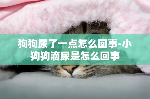 狗狗尿了一點怎么回事-小狗狗滴尿是怎么回事