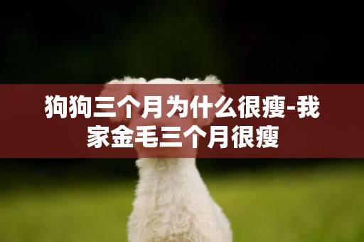 狗狗三個月為什么很瘦-我家金毛三個月很瘦