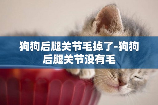 狗狗后腿關節毛掉了-狗狗后腿關節沒有毛