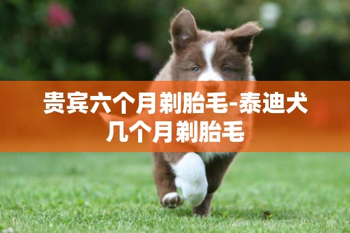 貴賓六個月剃胎毛-泰迪犬幾個月剃胎毛