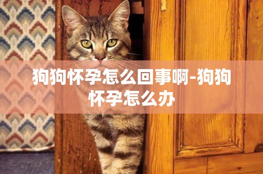 狗狗懷孕怎么回事啊-狗狗懷孕怎么辦