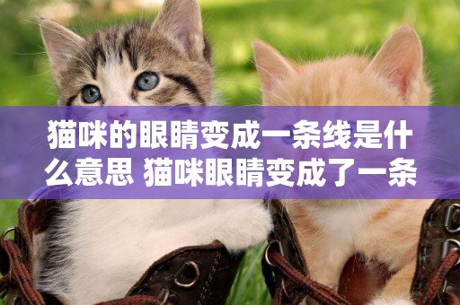 貓咪的眼睛變成一條線是什么意思 貓咪眼睛變成了一條線