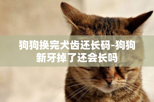 狗狗換完犬齒還長碼-狗狗新牙掉了還會長嗎