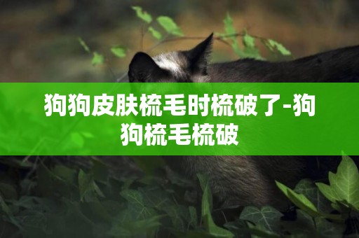 狗狗皮膚梳毛時梳破了-狗狗梳毛梳破