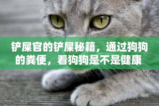鏟屎官的鏟屎秘籍，通過狗狗的糞便，看狗狗是不是健康 