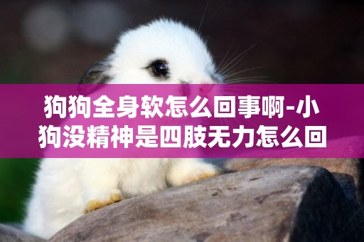 狗狗全身軟怎么回事啊-小狗沒精神是四肢無力怎么回事