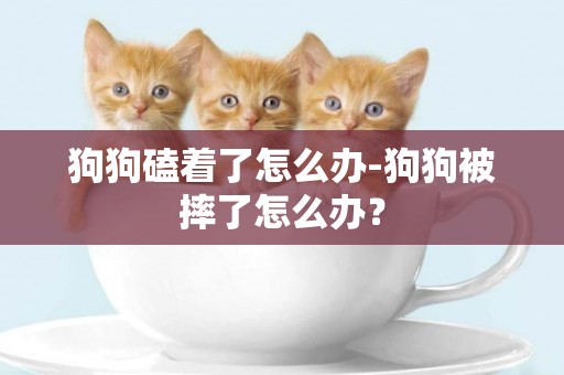 狗狗磕著了怎么辦-狗狗被摔了怎么辦？