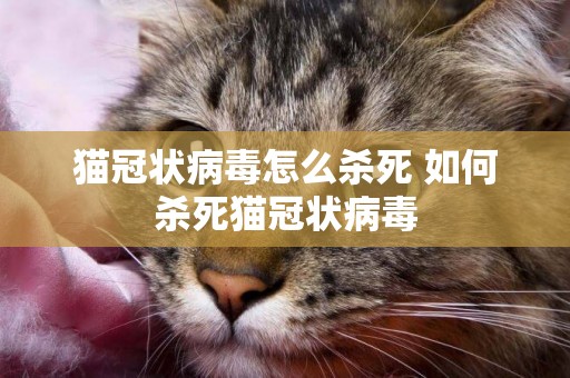 貓冠狀病毒怎么殺死 如何殺死貓冠狀病毒