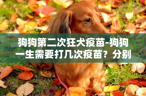 狗狗第二次狂犬疫苗-狗狗一生需要打幾次疫苗？分別都是什么時候？