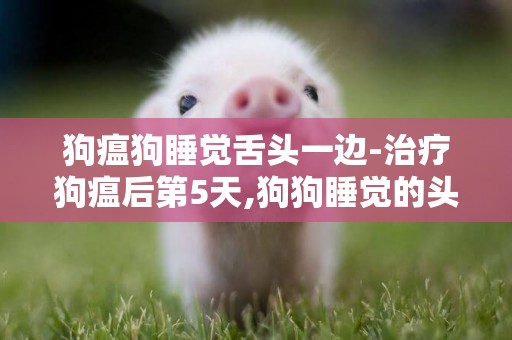 狗瘟狗睡覺舌頭一邊-治療狗瘟后第5天,狗狗睡覺的頭突然左右晃