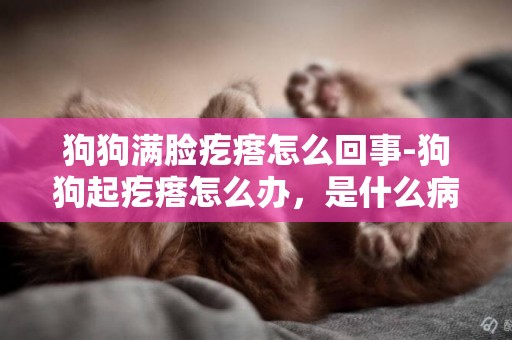 狗狗滿臉疙瘩怎么回事-狗狗起疙瘩怎么辦，是什么病？