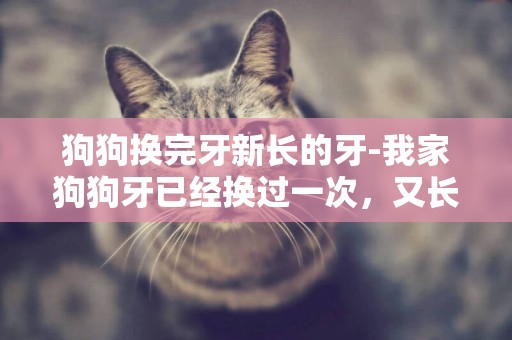 狗狗換完牙新長的牙-我家狗狗牙已經換過一次，又長齊了，想知道狗狗多大了，