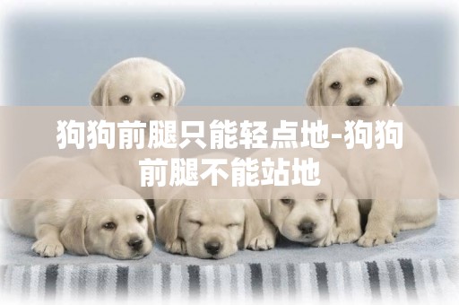 狗狗前腿只能輕點地-狗狗前腿不能站地