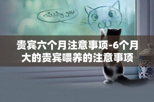 貴賓六個月注意事項-6個月大的貴賓喂養的注意事項