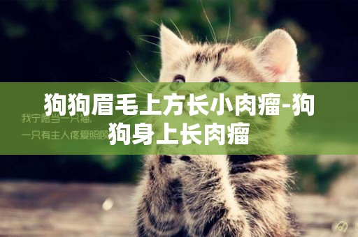 狗狗眉毛上方長小肉瘤-狗狗身上長肉瘤