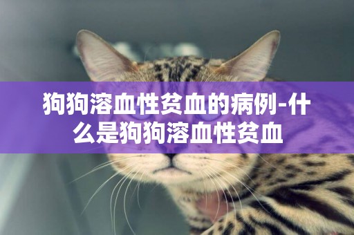 狗狗溶血性貧血的病例-什么是狗狗溶血性貧血