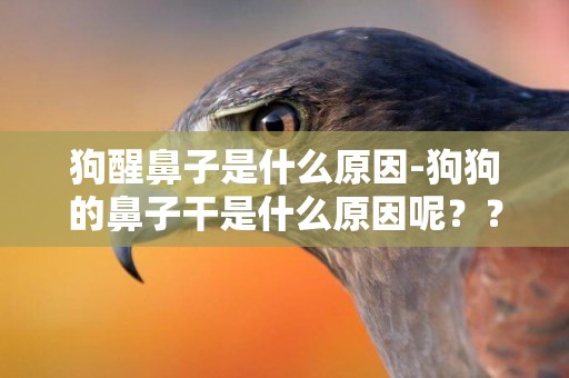 狗醒鼻子是什么原因-狗狗的鼻子干是什么原因呢？？？？