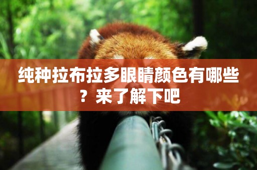 純種拉布拉多眼睛顏色有哪些？來了解下吧