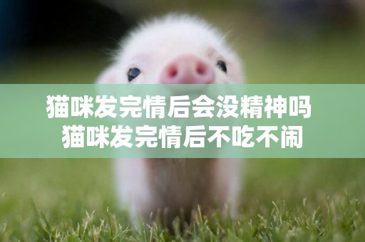 貓咪發完情后會沒精神嗎 貓咪發完情后不吃不鬧