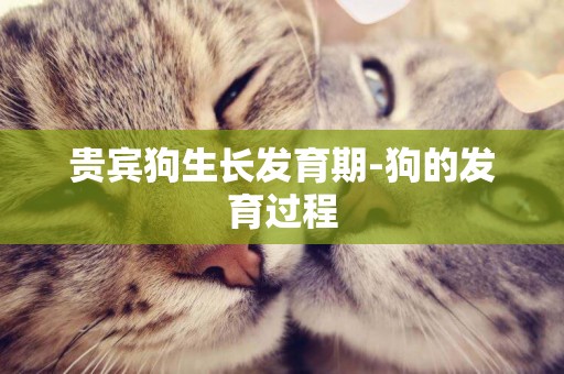 貴賓狗生長發育期-狗的發育過程