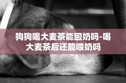 狗狗喝大麥茶能回奶嗎-喝大麥茶后還能喂奶嗎