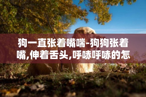狗一直張著嘴喘-狗狗張著嘴,伸著舌頭,呼哧呼哧的怎么回事?