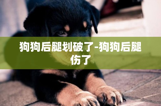 狗狗后腿劃破了-狗狗后腿傷了