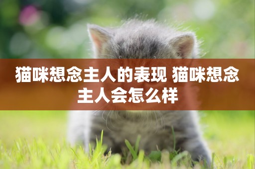 貓咪想念主人的表現 貓咪想念主人會怎么樣