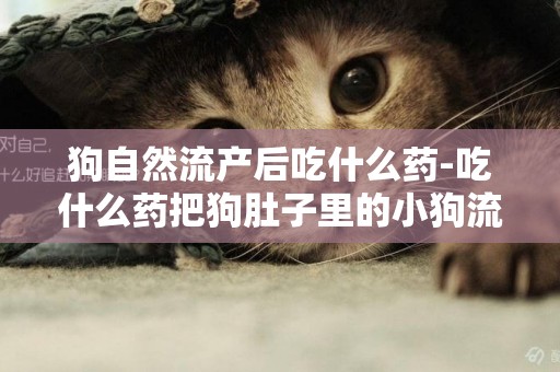 狗自然流產后吃什么藥-吃什么藥把狗肚子里的小狗流掉