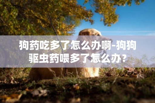 狗藥吃多了怎么辦啊-狗狗驅蟲藥喂多了怎么辦？