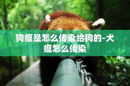 狗瘟是怎么傳染給狗的-犬瘟怎么傳染
