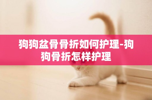 狗狗盆骨骨折如何護理-狗狗骨折怎樣護理