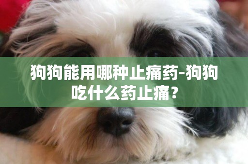 狗狗能用哪種止痛藥-狗狗吃什么藥止痛？