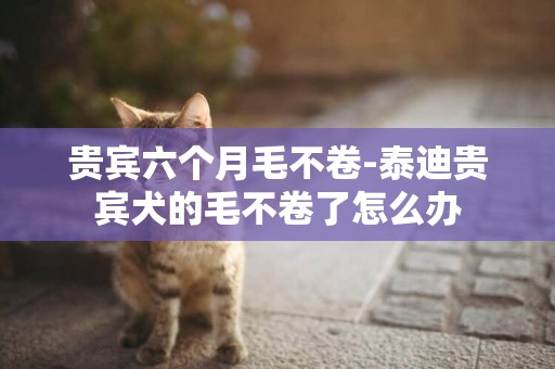 貴賓六個月毛不卷-泰迪貴賓犬的毛不卷了怎么辦