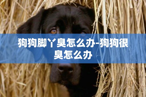 狗狗腳丫臭怎么辦-狗狗很臭怎么辦