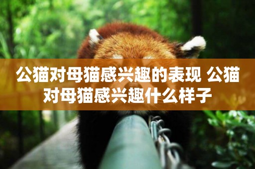 公貓對母貓感興趣的表現 公貓對母貓感興趣什么樣子