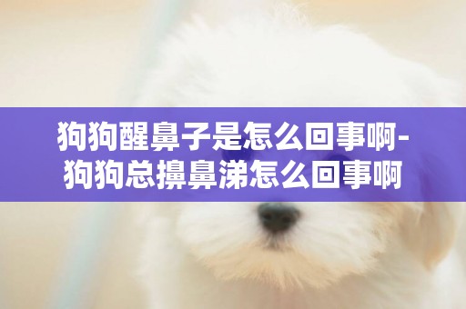 狗狗醒鼻子是怎么回事啊-狗狗總擤鼻涕怎么回事啊