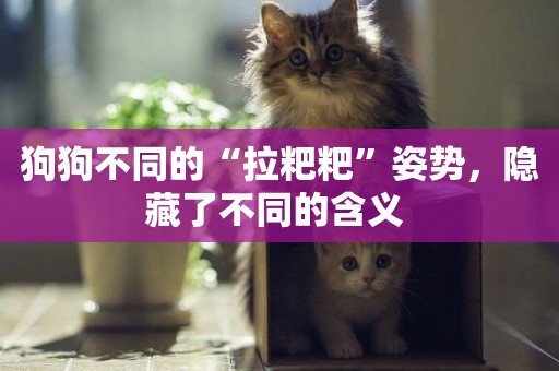 狗狗不同的“拉粑粑”姿勢，隱藏了不同的含義 