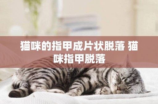 貓咪的指甲成片狀脫落 貓咪指甲脫落