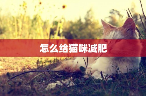 怎么給貓咪減肥