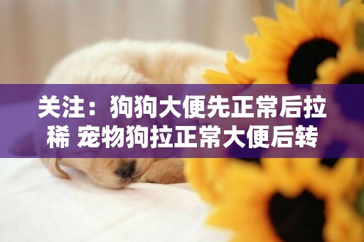 關注：狗狗大便先正常后拉稀 寵物狗拉正常大便后轉拉稀 