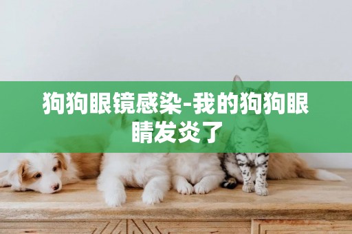 狗狗眼鏡感染-我的狗狗眼睛發炎了