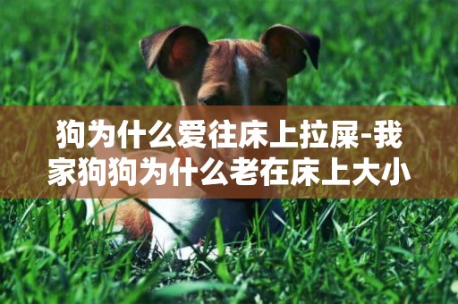 狗為什么愛往床上拉屎-我家狗狗為什么老在床上大小便？