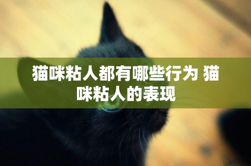 貓咪粘人都有哪些行為 貓咪粘人的表現
