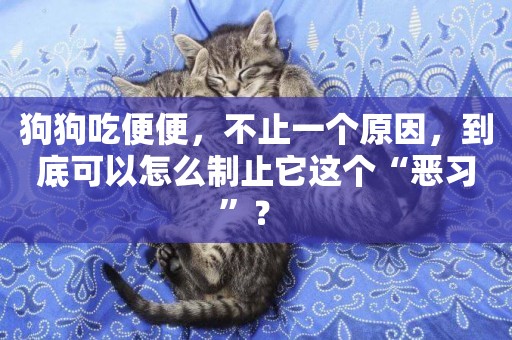 狗狗吃便便，不止一個原因，到底可以怎么制止它這個“惡習”？ 