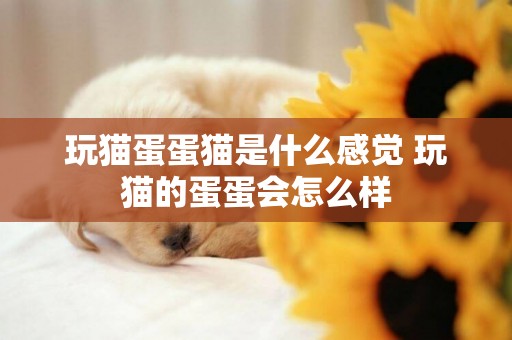 玩貓蛋蛋貓是什么感覺 玩貓的蛋蛋會怎么樣