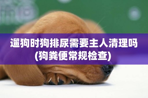 遛狗時狗排尿需要主人清理嗎(狗糞便常規檢查) 
