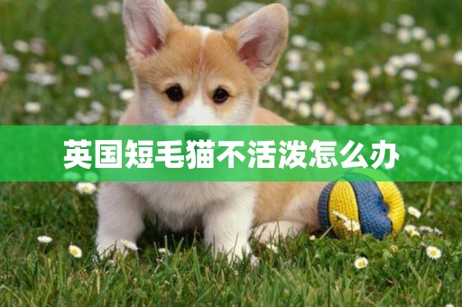 英國短毛貓不活潑怎么辦