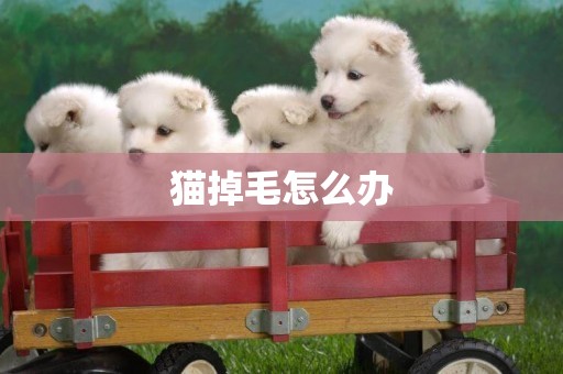 貓掉毛怎么辦